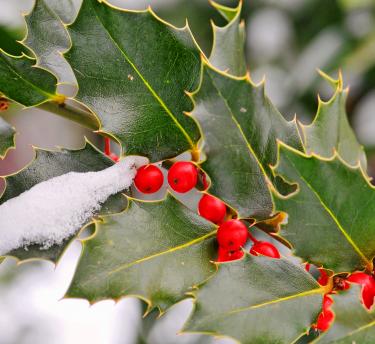 A close up of a holly branch with red berries